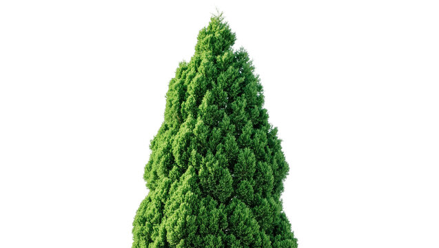 Coniferous evergreen tree with dense green foliage, isolated on transparent background