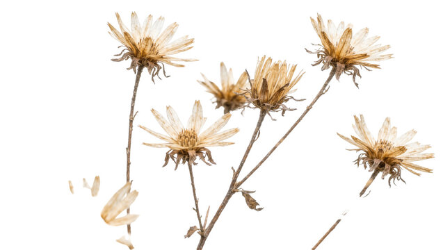 Dried aster flowers with delicate brown petals and thin stems, isolated on transparent background