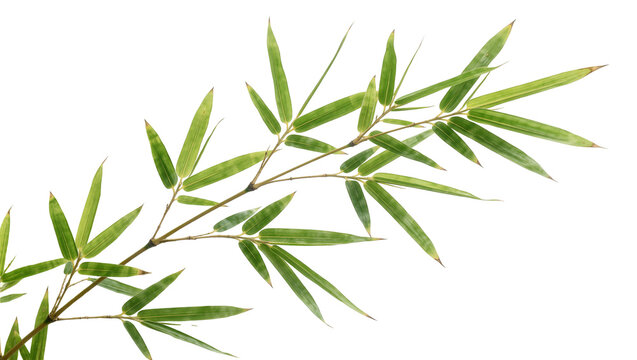 Delicate green bamboo branch with slender leaves, isolated on transparent background