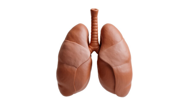 Human lungs and trachea model, isolated on transparent background