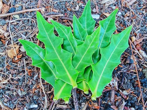 Fresh holly mangrove leaf have many benefit to health.