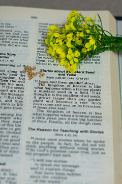 Mustard Seed Parable in the Bible with Mustard Flowers and Seeds