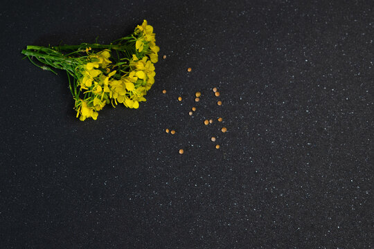 Mustard Seed Faith Concept with Yellow Mustard Flowers on Dark Background