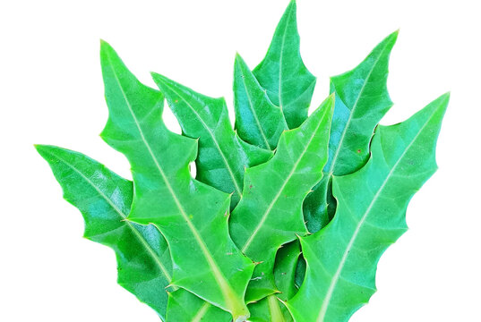 Fresh holly mangrove leaf isolated on a white background.