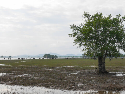 Water buffalo grazing across a wide green wetland meadow with a large tree in the foreground, distant mountains, and an overcast sky. A peaceful rural landscape showcasing traditional farming and coun