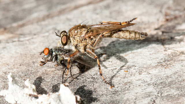 mosquito sucking blood