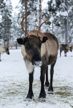 Full body portrait of a northern reindeer with antlers standing on snow in a winter forest, adult caribou in arctic winter landscape, Lapland wildlife