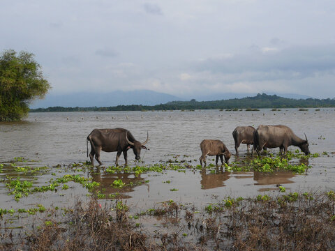 A group of water buffalo feeding on floating vegetation in shallow wetland water, with reflections on the surface and forested hills in the background. A natural scene of livestock and rural life in T