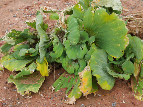 Close-up view of green succulent leaves showing irregular holes, yellowing edges, and damaged plant tissue growing on reddish-brown soil. A natural botanical detail illustrating leaf damage and plant 