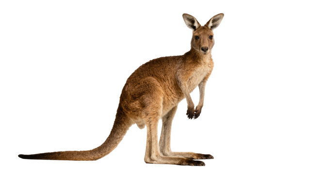 Brown kangaroo standing upright, isolated on transparent background