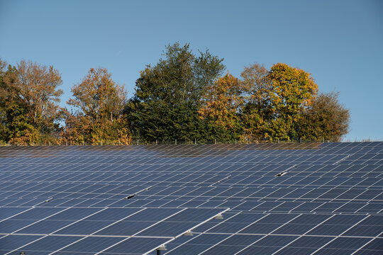 Solar panels are set up in a field. In the background are deciduous trees in the fall and a blue sky.