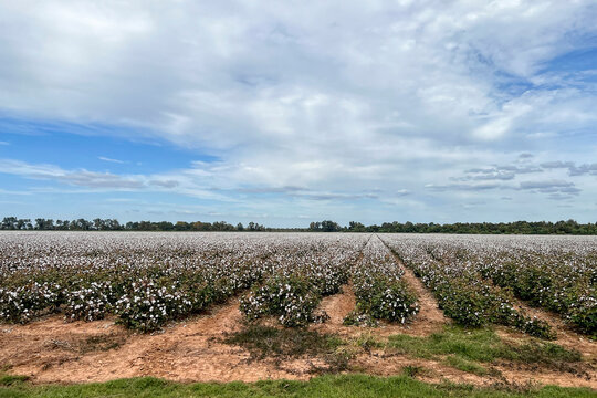 North Louisiana Cotton Just Before Harvest