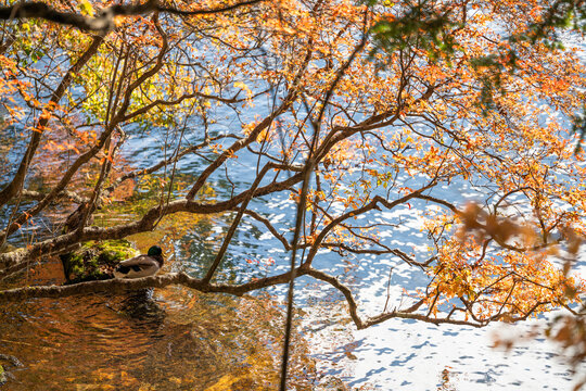 Wild duck resting under autumn branches beside a sunlit lake