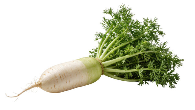Fresh daikon radish with green leafy tops, isolated on transparent background