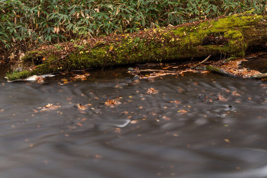 Fallen autumn leaves drifting on a slow stream beside a mossy log