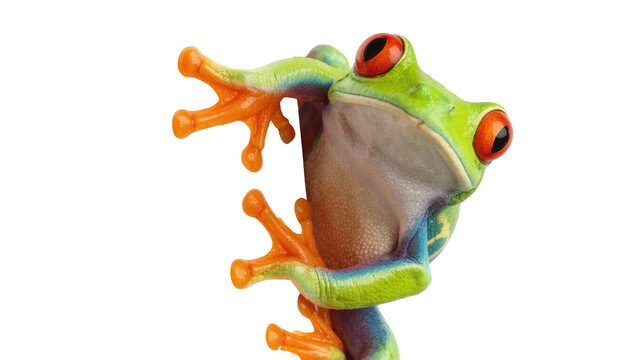 Vibrant green red-eyed tree frog clinging to a thin brown branch, isolated on transparent background