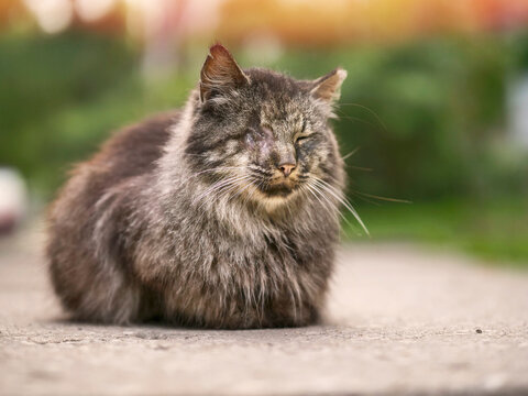Fluffy gray cat sits calmly on pavement. One eye appears partially closed, giving it a sleepy, gentle look. Fur looks soft and slightly messy. Image great for pet blogs, animal rescue campaigns
