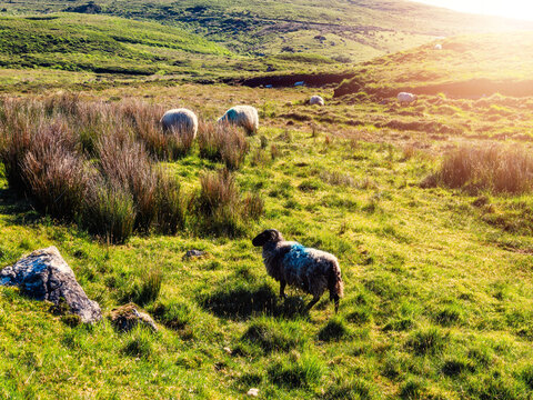 Sheep graze peacefully on sunlit, rolling green hills. Golden light bathes the pasture, highlighting fluffy wool and wild grasses. One sheep stands alert, others feed nearby. Scene evokes calmness
