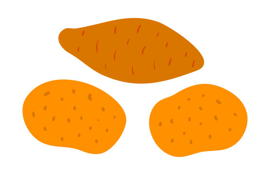 Thanksgiving potato and sweet potato illustration isolated set. Traditional holiday food design elements, clip art, hand drawn vector. Family dinner, autumn vegetable, harvest festival, farmers market