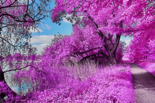 Colorful fantasy landscape in an asian purple infrared photo style
