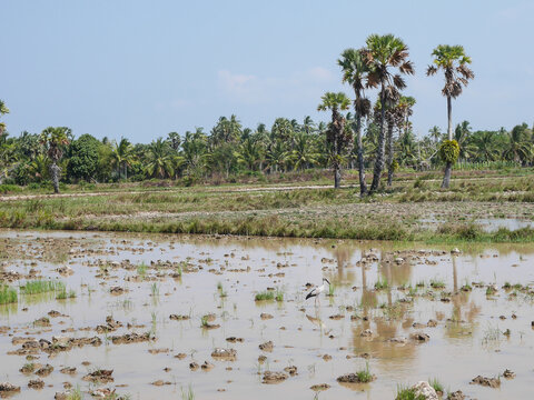 A scenic rural landscape featuring a recently plowed and flooded rice paddy field in Thailand, dotted with traditional sugar palm trees, lush green trees in the background, and an Asian openbill stork