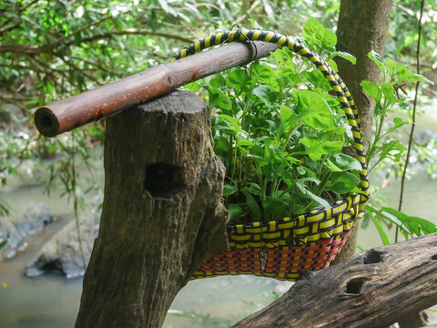 A close-up shot of a creative handmade colorful woven plastic basket filled with lush green leafy plants, resting on a weathered wooden stump outdoors in a natural green environment