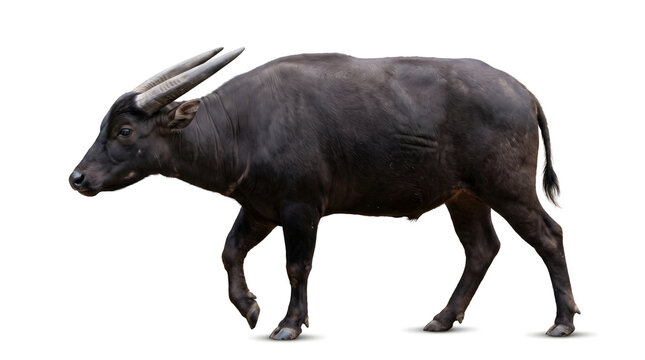 Lowland Anoa dwarf buffalo walking side view isolated on white background