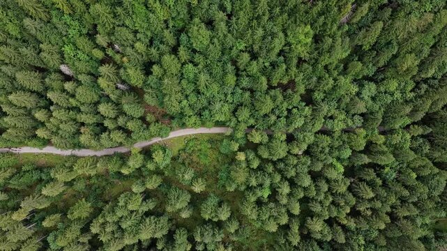 Road way to adventure. Green tree top in forest. Natural scenery of green forest aerial landscape. Nature landscape. Aerial top view on road in forest tree. Nature environment. Green tree forest