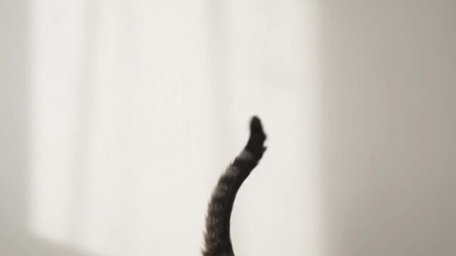 A curious tabby cat extends its fuzzy striped tail upward while playfully investigating the surrounding area within a sunlit room that brings warmth and a sense of serenity to the domestic space