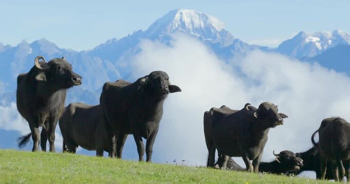Badimalika region, Bajura, Nepal, drone shot tracking a herd of black water buffaloes on a high green alpine pasture in Triveni Patan, framed by a soft sea of clouds and snow-capped Himalayas