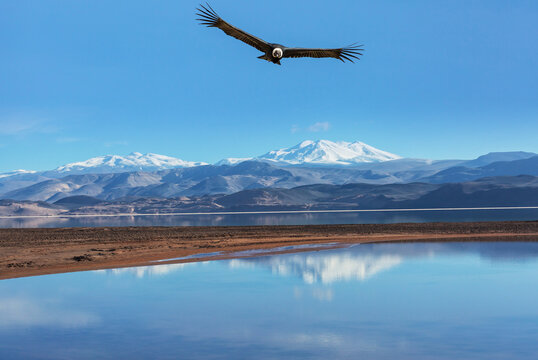 Condor