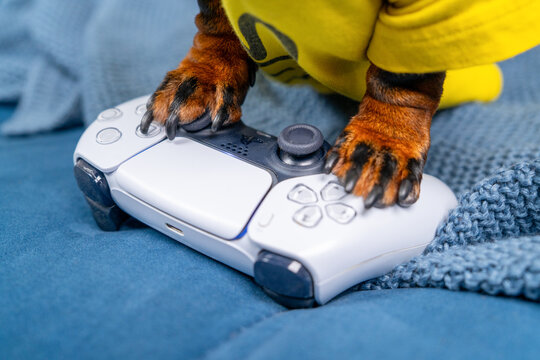 A black and tan dachshund dog in a yellow shirt presses a white game controller with its paws on a blue sofa, a concept of online obsession and mental risk.