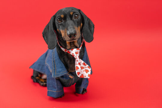 A black and tan dachshund dog sits in a blue denim jacket with a white necktie covered in red hearts against a vivid crimson backdrop, a romantic Valentines date idea.