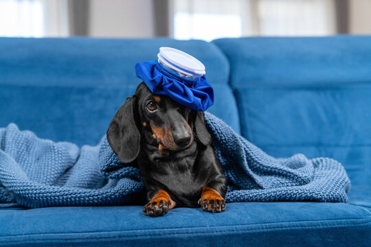 A black and tan dachshund dog lies under a knitted blanket on a blue sofa at home with an ice pack on its head, a concept of sickness and recovery.