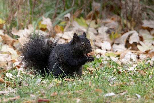 Three quarter view black squirrel melanistic color morph of Eastern gray squirrel Sciurus carolinensis sitting in grass and autumn leaves while eating