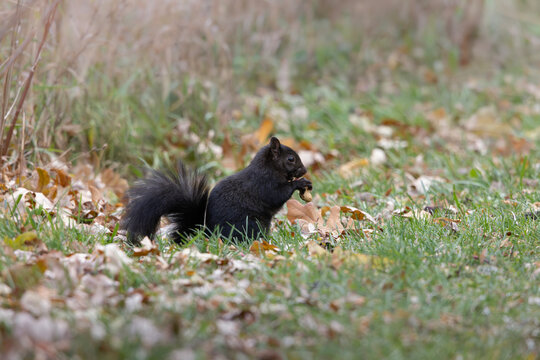 Side view black squirrel melanistic color morph of Eastern gray squirrel Sciurus carolinensis sitting in grass and autumn leaves eating a peanut