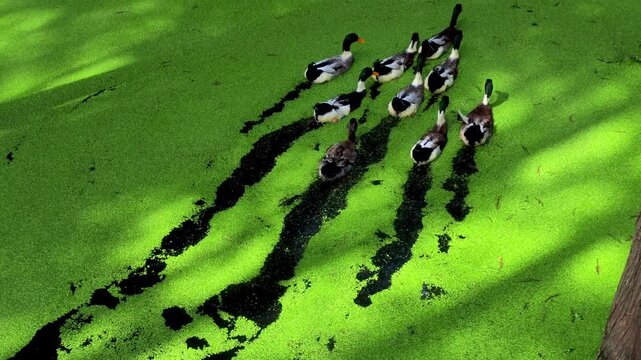 Ducks Moving Across a Pond Covered in Green Aquatic Vegetation