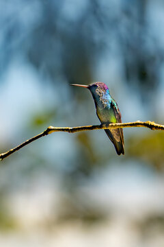 A male anna's hummingbird perched on a thin branch in a natural garden setting with hummingbird