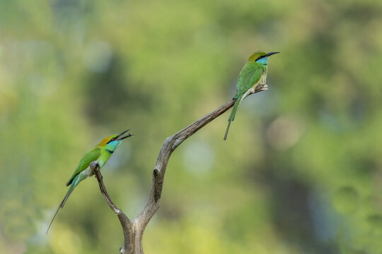 Two green bee-eater birds perched on a bare tree branch in natural habitat with wild