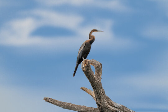 Great Blue Heron (Ardea Herodias) standing in a marsh