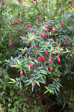 Vibrant red Epacris longiflora bell flowers hanging from leafy branches in the lush vegetation of Torres del Paine, Chile. Ideal for nature and travel content.