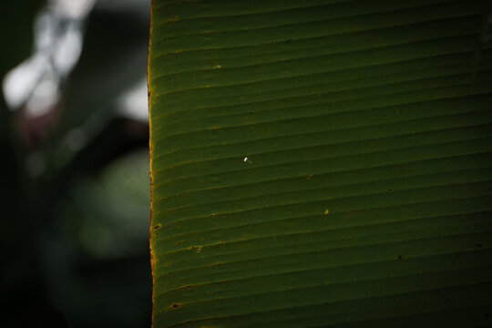minimalist vertical composition focusing on the edge of a fresh green banana leaf. Natural parallel veins, subtle yellowing edges, and organic surface textures stand out against a dark, moody backgrou