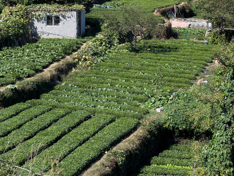 Green tea plantation with terraced rows of shrubs on sunlit hillside near small field hut and trees for shade, neat cultivated beds and pathways visible from elevated viewpoint