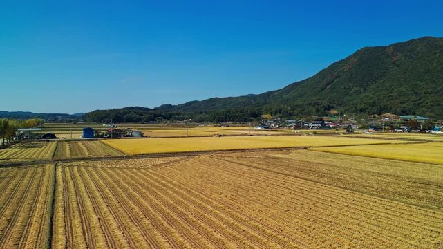 Aerial rising up over harvested rice paddies with straw lying in rows in rural Boeun farming village below green mountain of Songnisan National Park range, Chungcheongbuk-do, South Korea