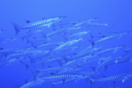Group of blackfin barracuda (Sphyraena qenie), Daedalus Reef dive site, Egypt, Red Sea
