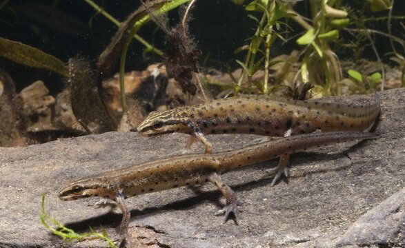 Lissotriton vulgaris meridionalis, southern smooth newt, southern pond newt, amphibians, courtship behavior, caudata, courtship display, female, amphibians, male, newt, tail amphibians, water newts, female