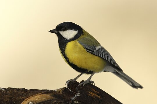 Great tit (Parus major) on tree stump, Siegerland, Germany,Europe