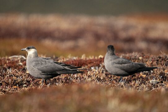 Arctic hunter, arctic skua, arctic tern, Norway, parasitic hunter, parasitic skua, parasite predatory gull, stercorarius parasiticus, varanger, birds, charadriiformes, limikolen, predatory gulls, stercorariidae, birds