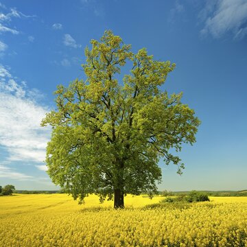 Flowering Rape field (Brassica napus) with big old oak (Quercus robur), blue sky, cultural landscape in spring, Burgenlandkreis, Saxony-Anhalt, Germany