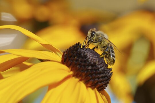 European honey bee (Apis mellifera), collecting nectar from a flower of yellow coneflower (Echinacea paradoxa), Wilden, North Rhine-Westphalia, Germany